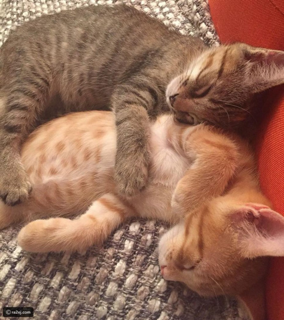 Влюбленные кошки