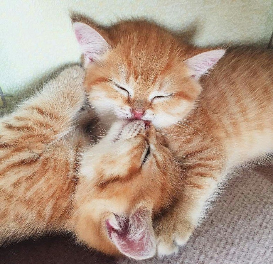 Котик целует