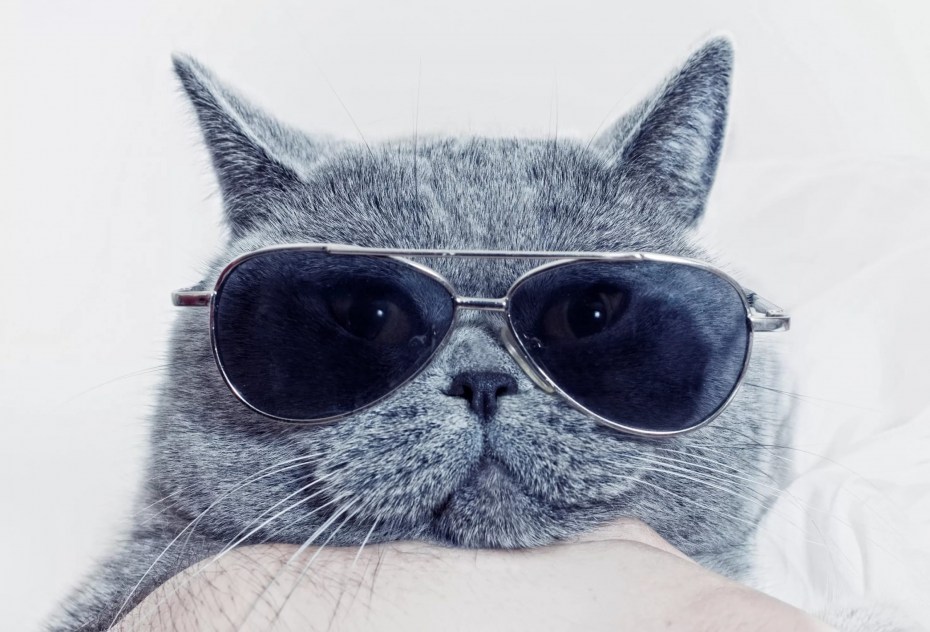 Крутые котики