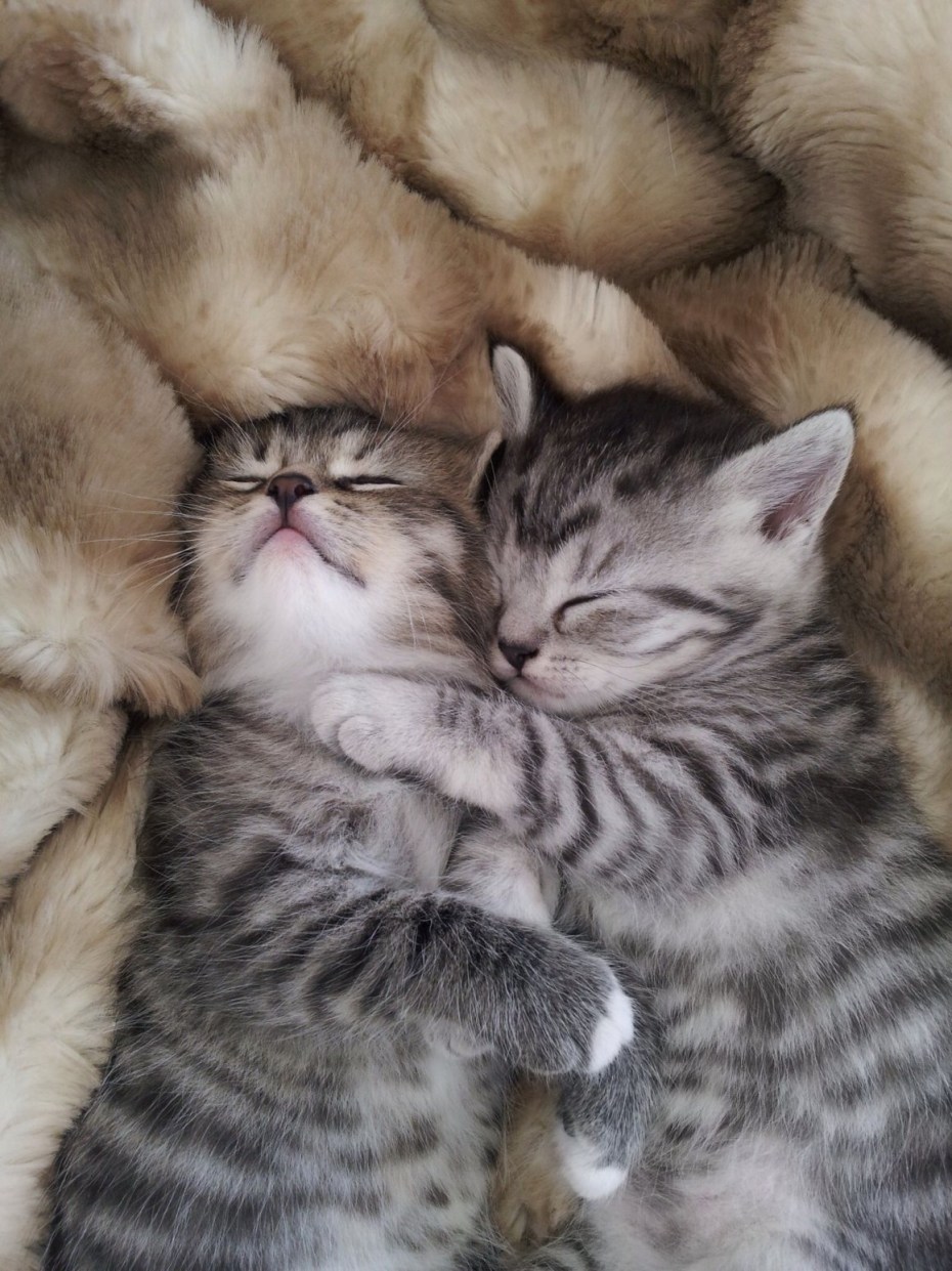 Котята любовь