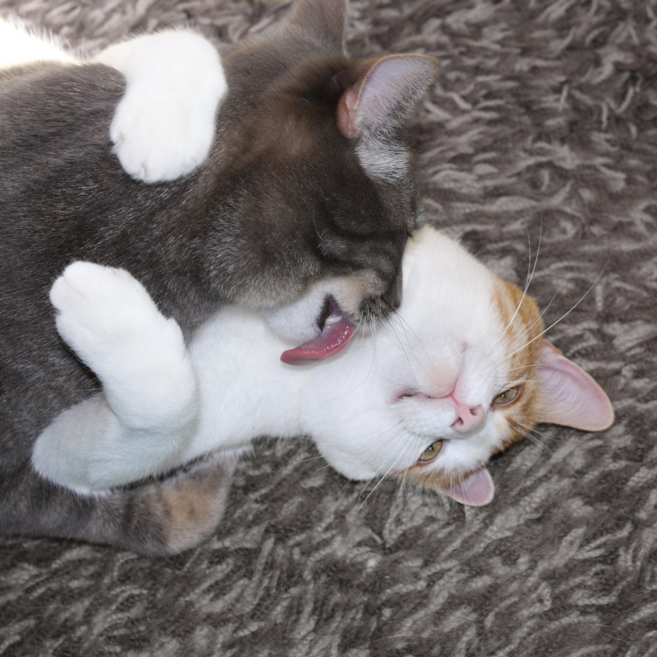 Котики милуются