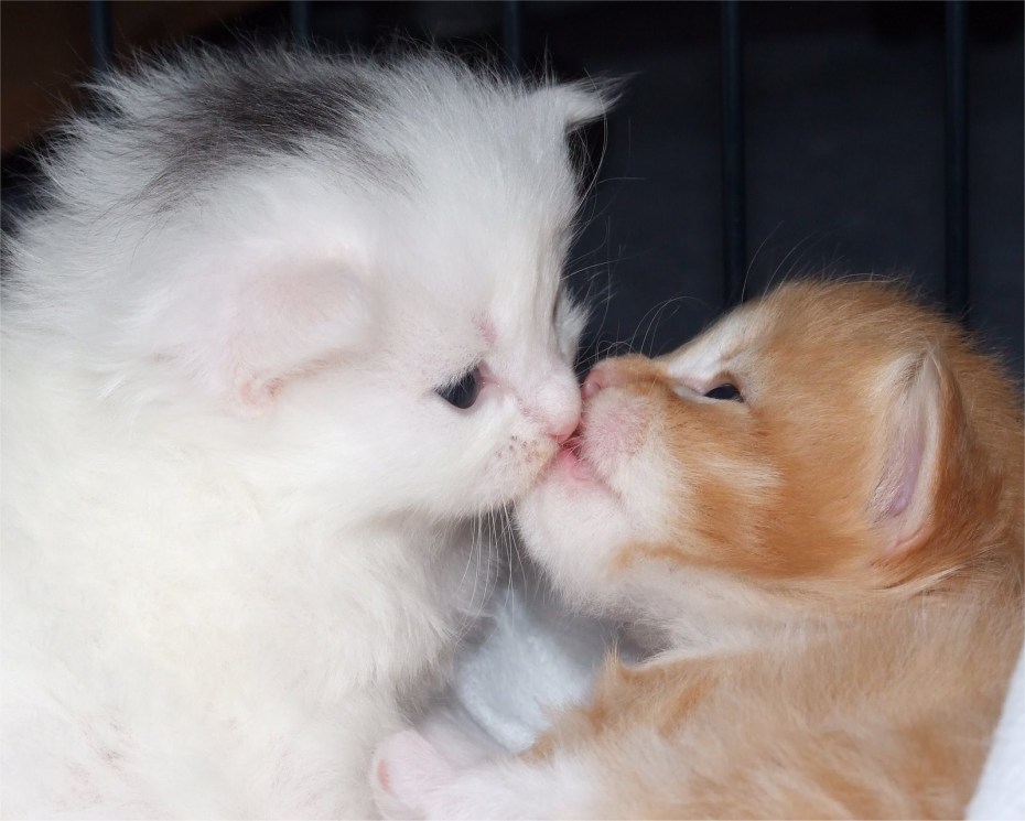 Котята целуются