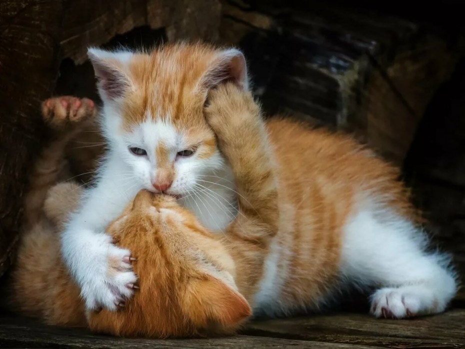 Коты целуются