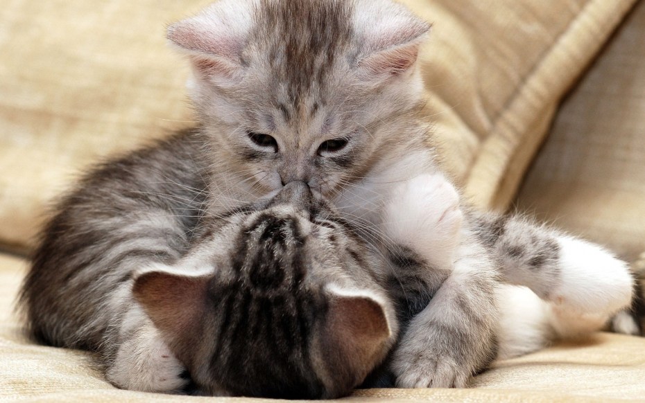 Котики обнимаются