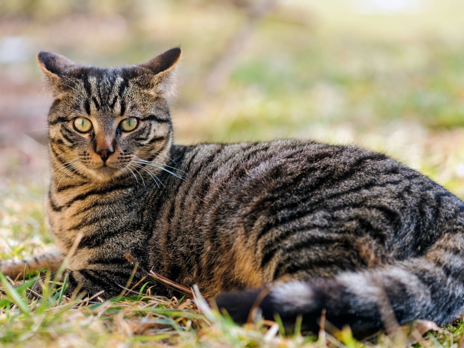 Шартрез кот полосатый