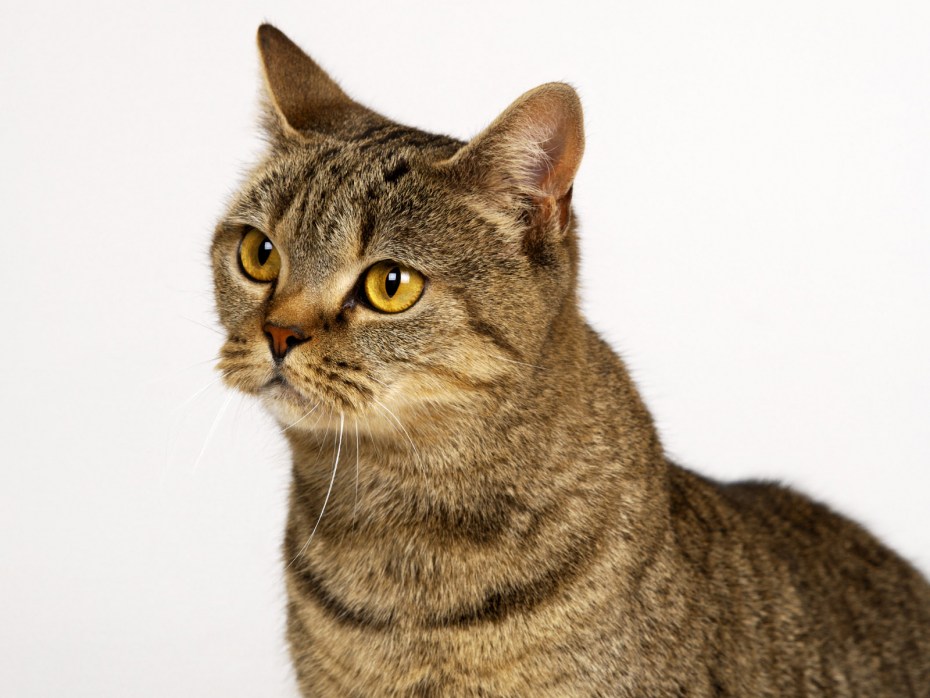 Кот азиатский табби