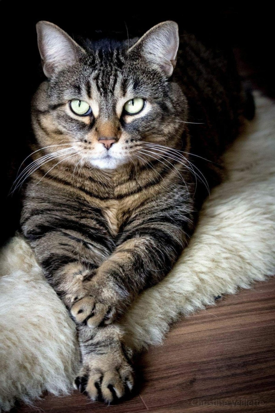 Tabby Cat порода кошек