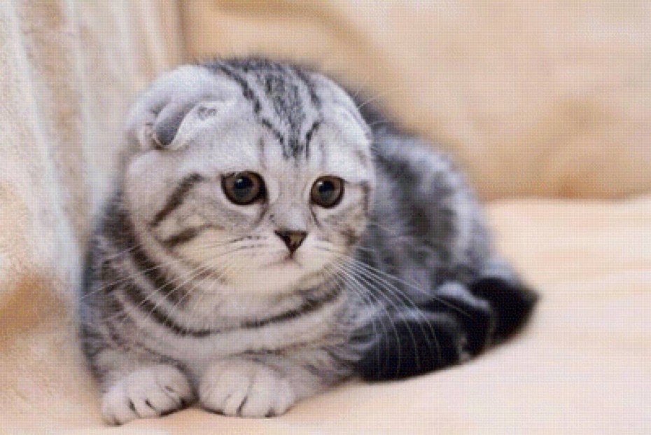 Скоттиш-фолд Шотландская вислоухая кошка