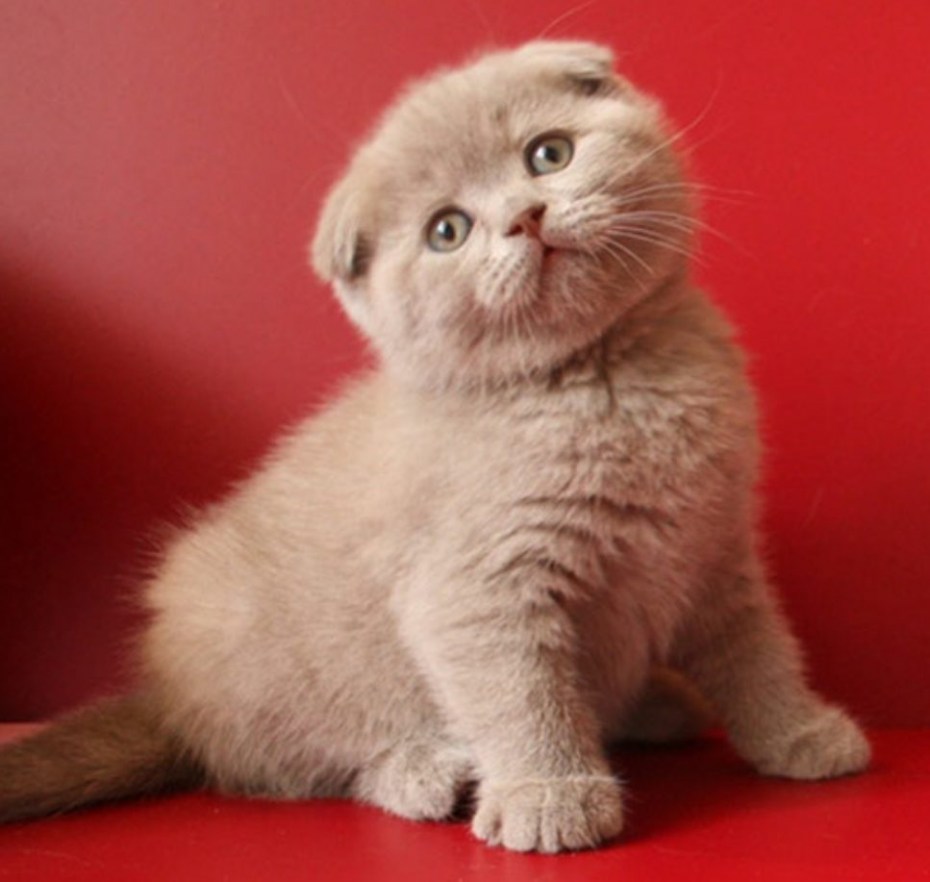 Скотишфолд котята