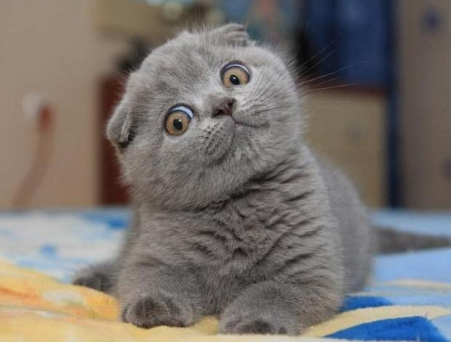 Вислоухая кошка скоттиш фолд