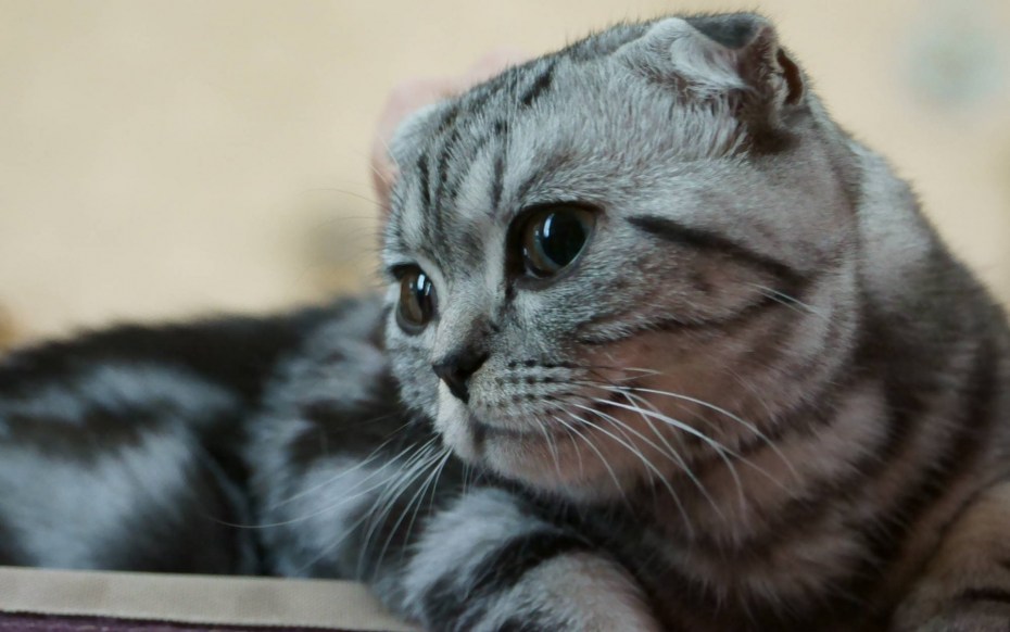 Шотландский вислоухий скоттиш