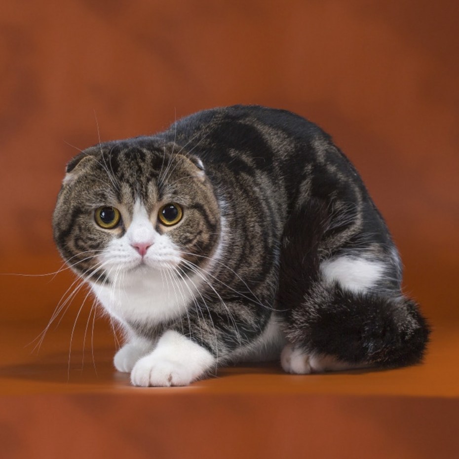 Шотландская вислоухая кошка
