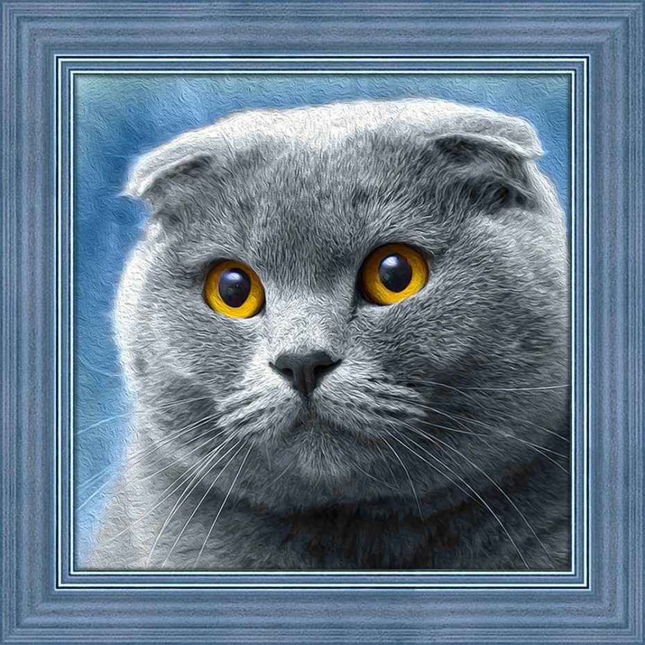Кошка скоттиш фолд