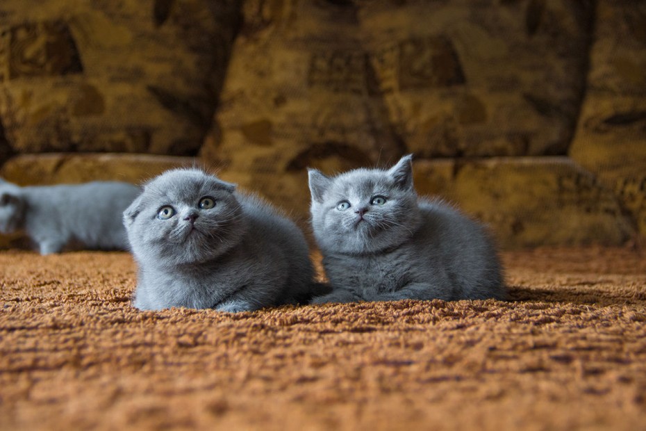 Шотландская кошка скоттиш фолд