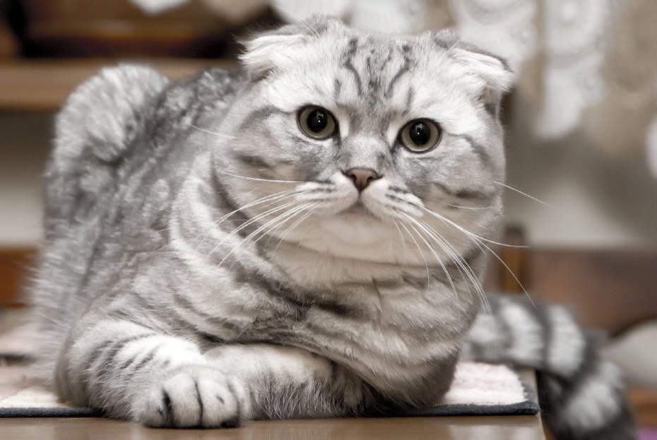 Скоттиш фолд