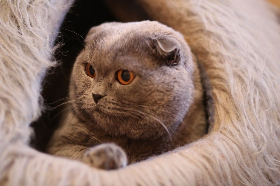 Скотишфолд котята