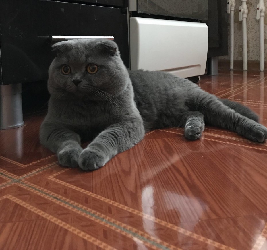 Шотландская вислоухая кошка