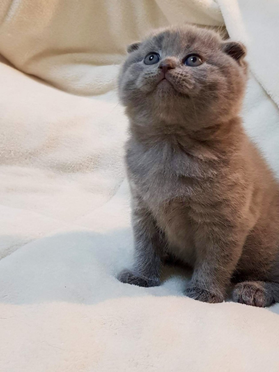Скоттиш фолд британец вислоухий