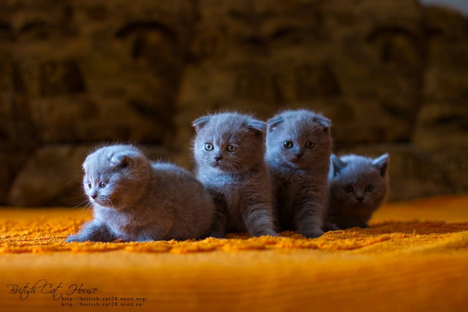 Скоттиш-фолд Шотландская