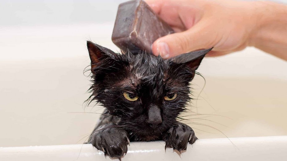 Мокрый черный котенок