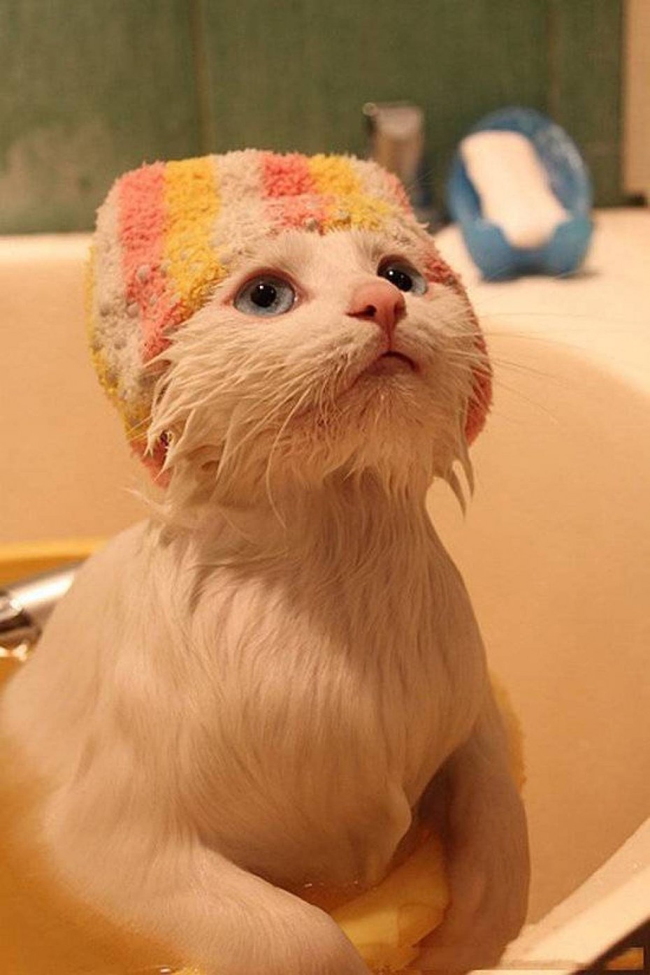 Коша в шапочке для душа