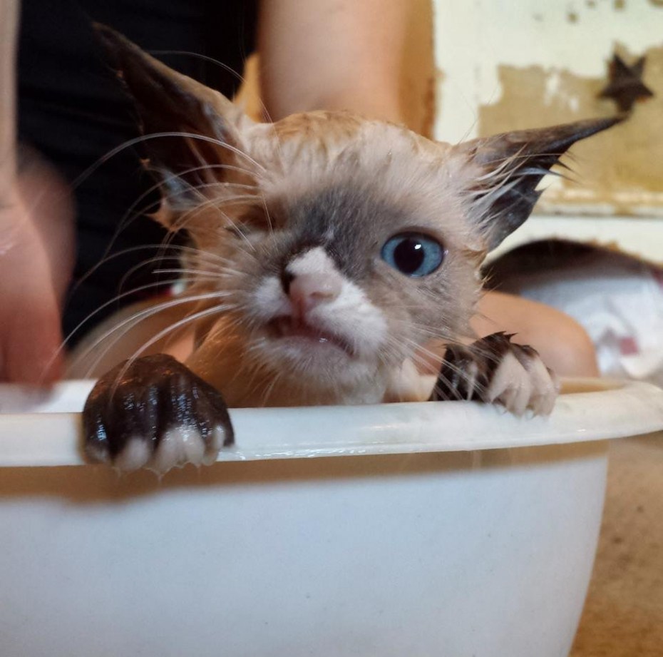 Смешной мокрый котенок