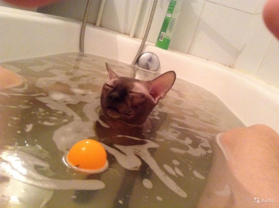 Кошка сфинкс в ванной