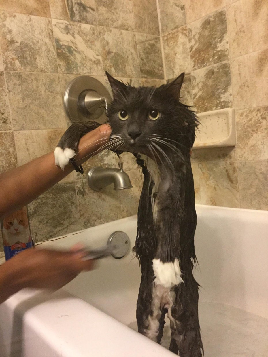 Котик в ванной