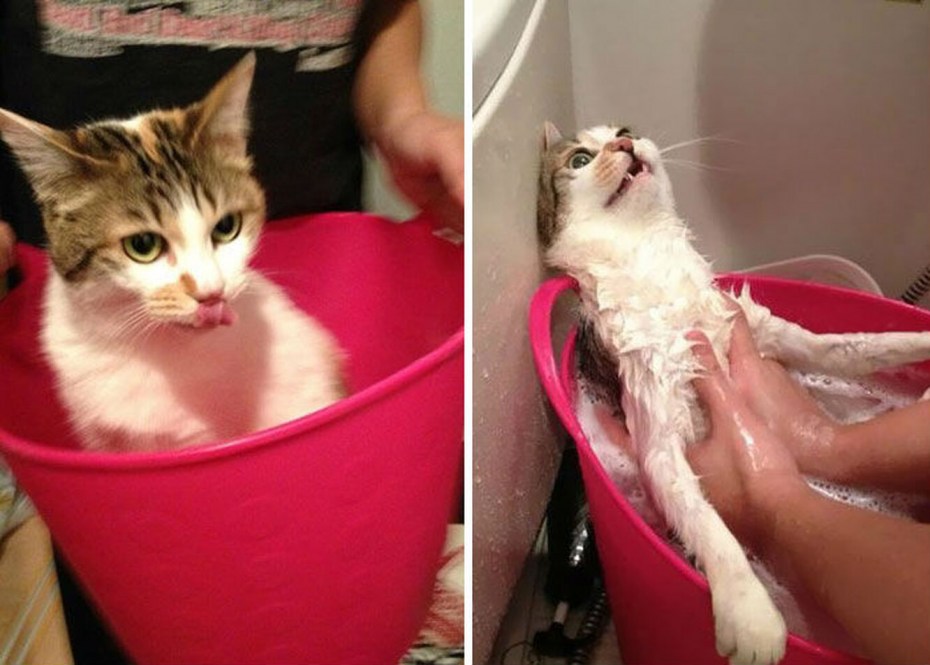 Коты до и после купания