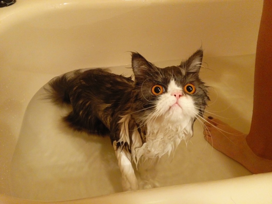 Мокрые коты