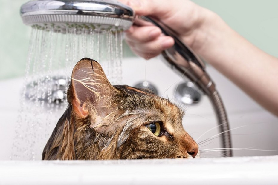 Мытье кота картина