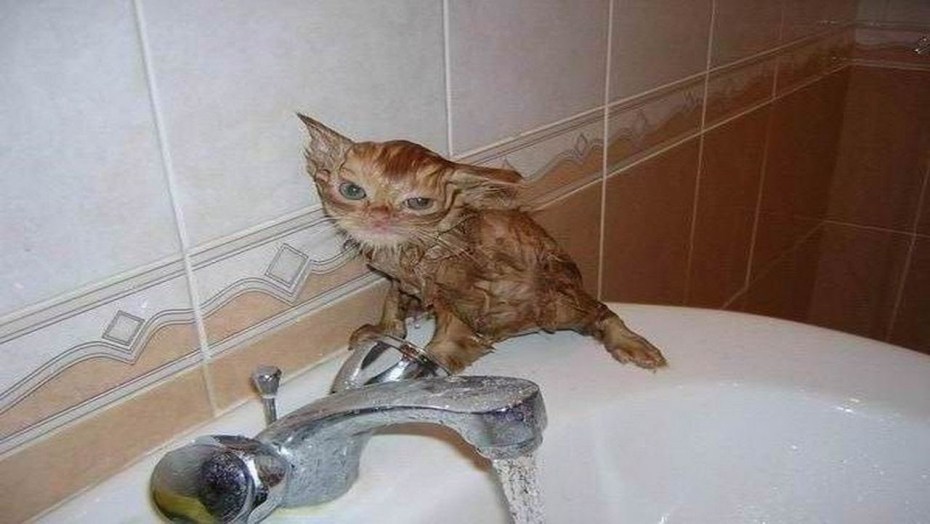 Смешные мокрые кошки