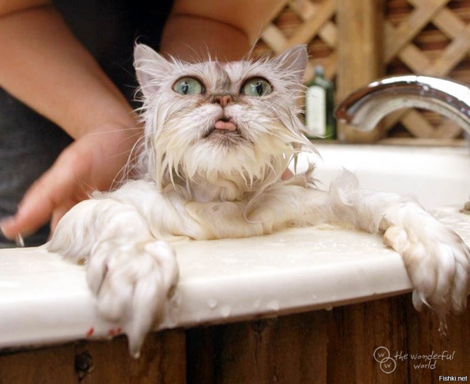 Помытый кот