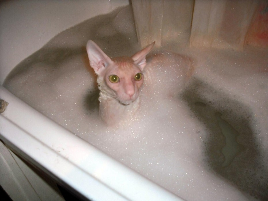 Купание кота в ванной