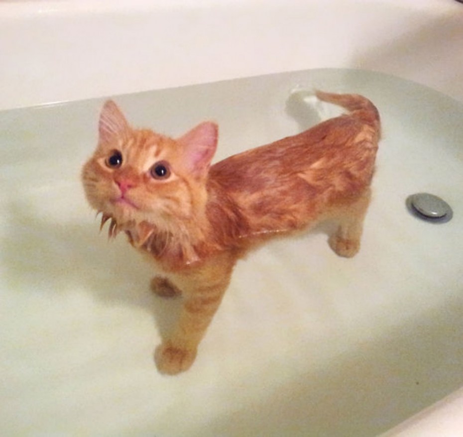 Мокрый котенок