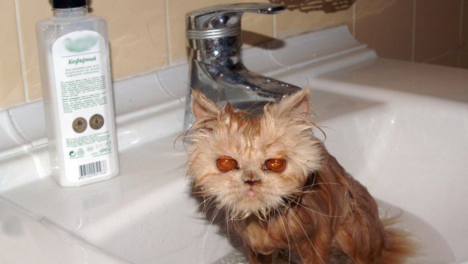 Коты после душа