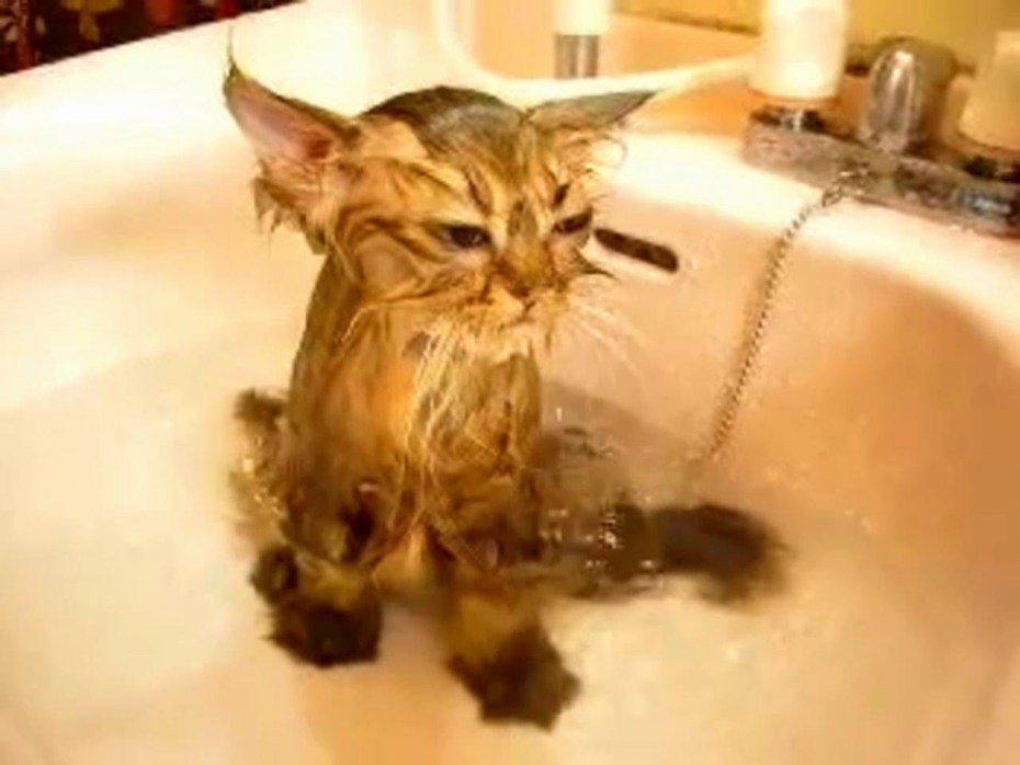 Котик моется в душе
