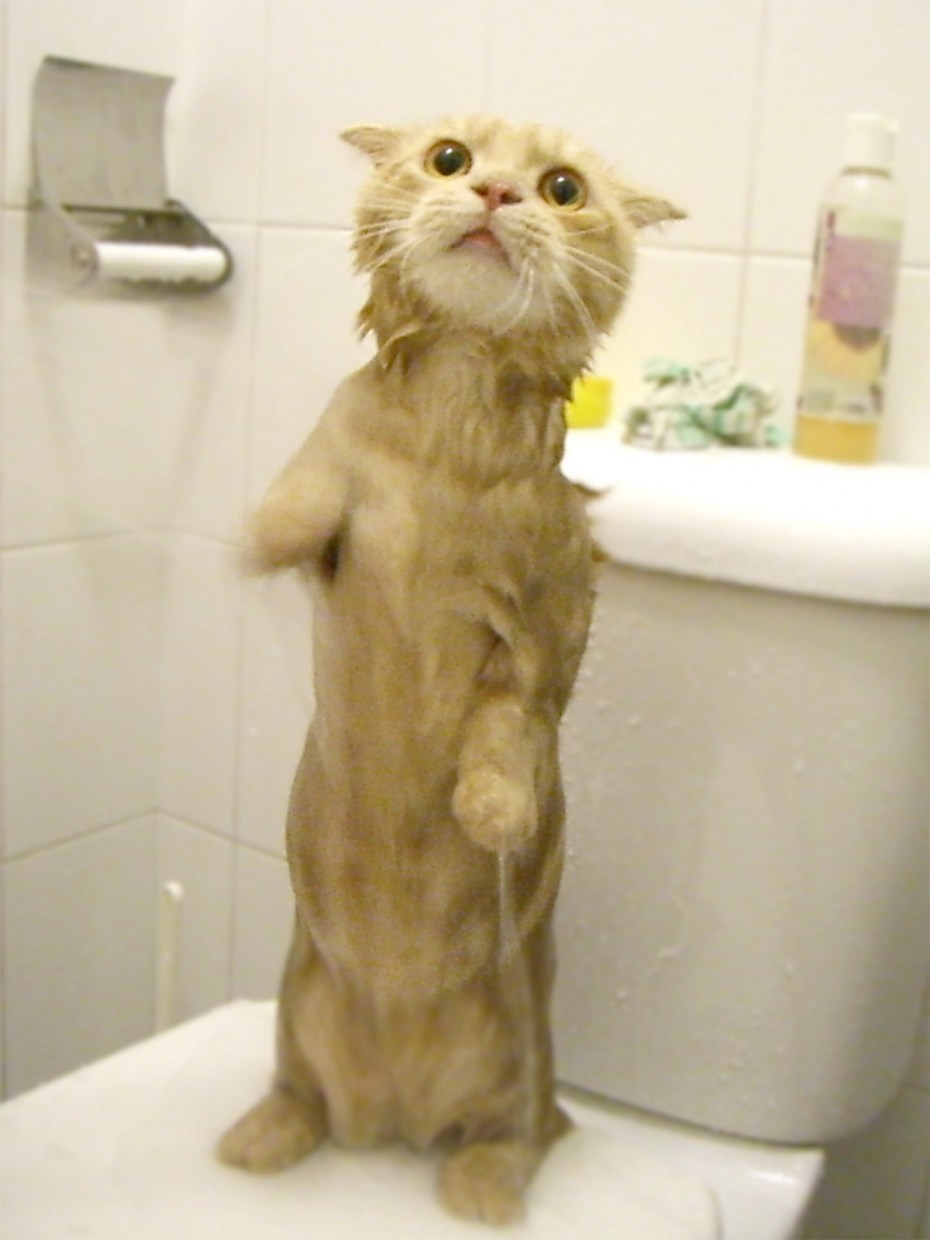 Мокрый рыжий кот