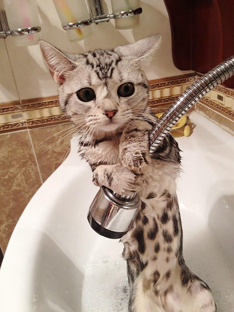 Котик в душе