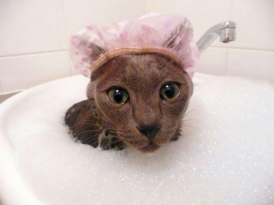 Безумные коты
