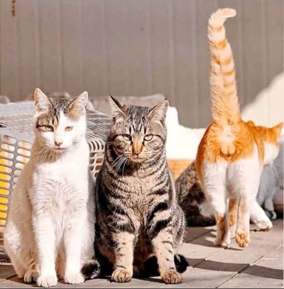Юмор про котов