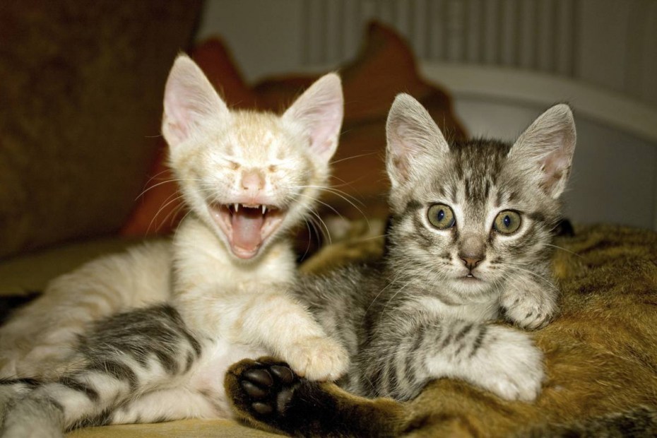Смешные коты шутки