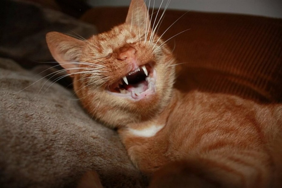 Котэ приколы