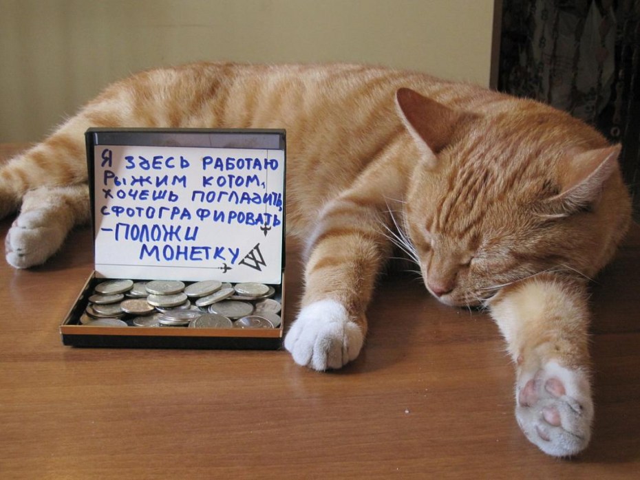 Робот кот