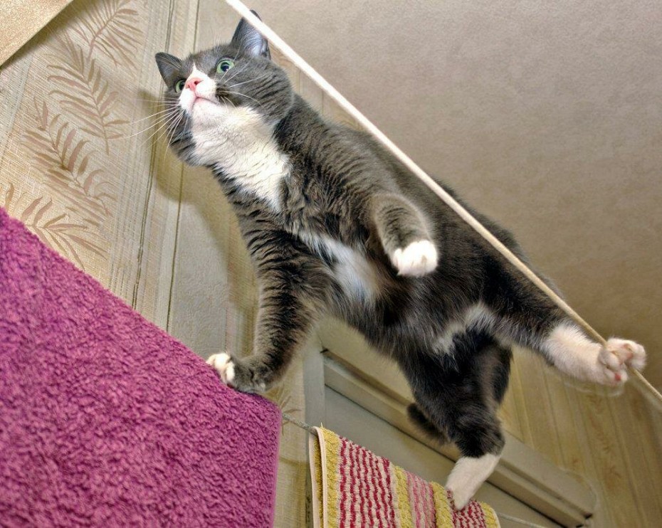 Смешная шутка про кота
