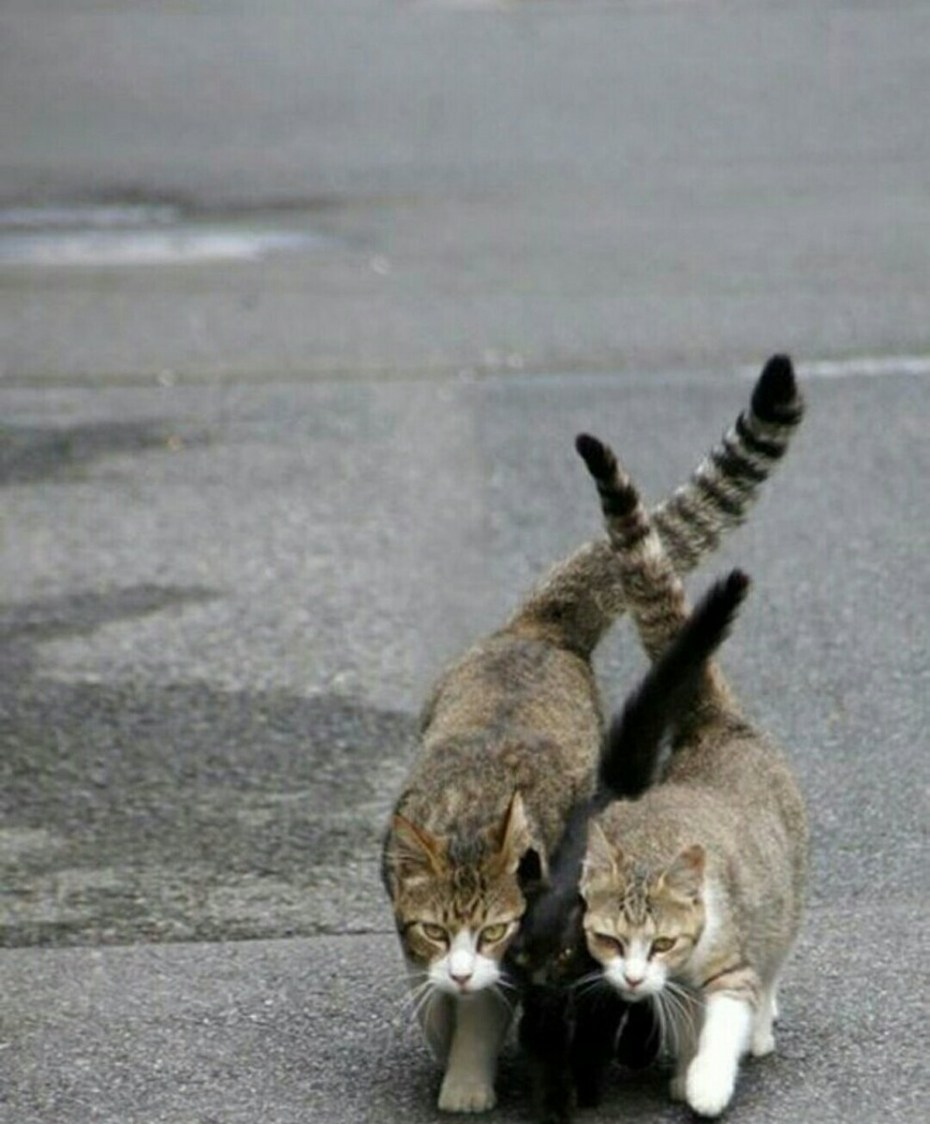 Коты юмор