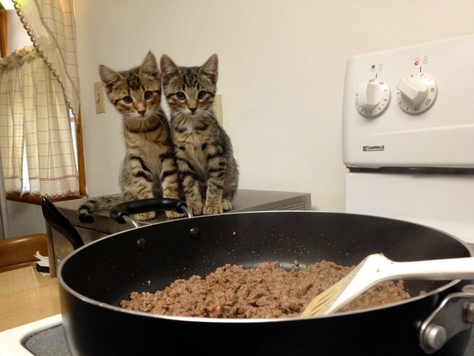 Коты и котлеты