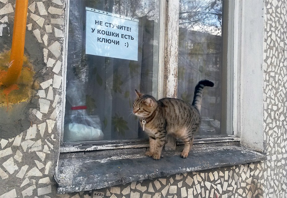 Кошачий юмор