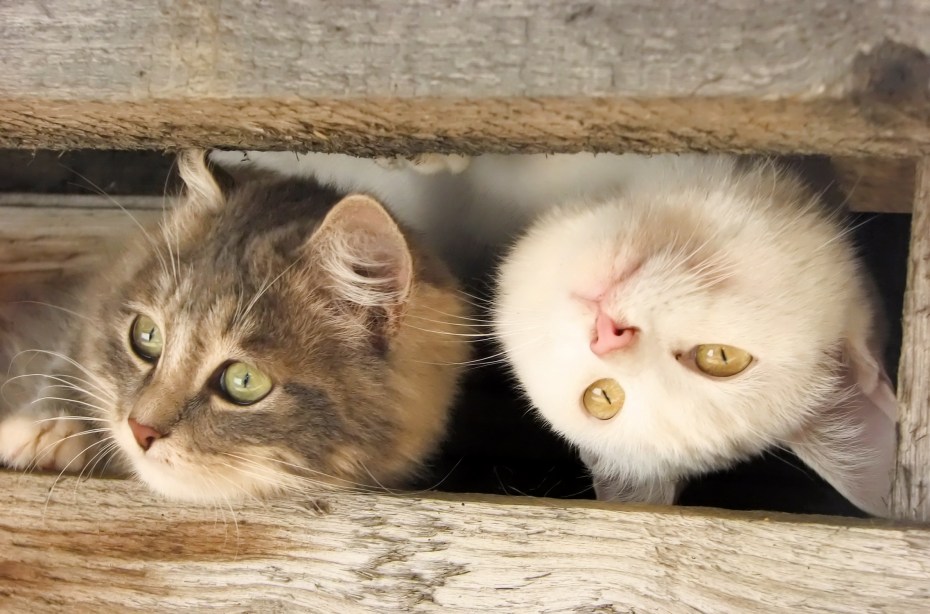Любопытный котенок
