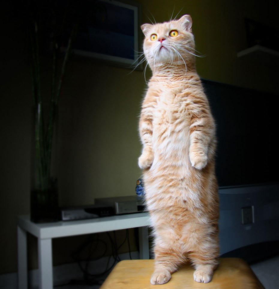 Котоматрица лучшее